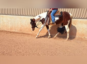 Paint Horse, Jument, 3 Ans, 155 cm, Tobiano-toutes couleurs
