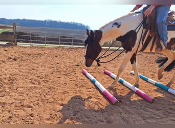 Paint Horse, Jument, 3 Ans, 155 cm, Tobiano-toutes couleurs