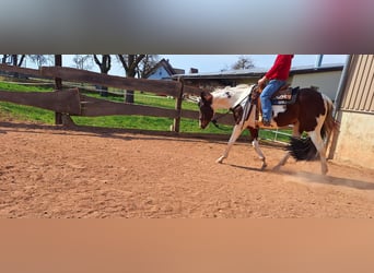 Paint Horse, Jument, 3 Ans, 155 cm, Tobiano-toutes couleurs