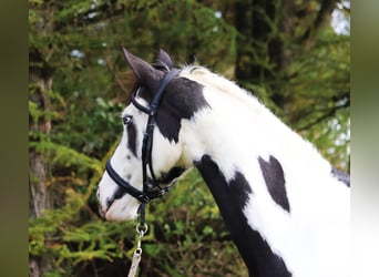 Paint Horse Croisé, Jument, 3 Ans, 157 cm