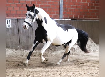 Paint Horse Croisé, Jument, 3 Ans, 157 cm