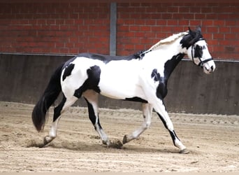 Paint Horse Croisé, Jument, 3 Ans, 157 cm