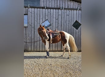 Paint Horse, Jument, 4 Ans, 147 cm, Tobiano-toutes couleurs