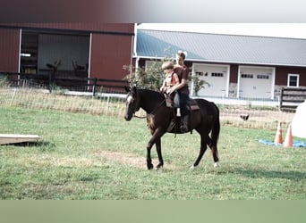 Paint Horse, Jument, 4 Ans, 150 cm, Noir