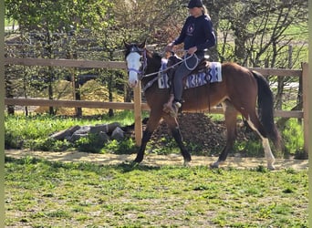 Paint Horse, Jument, 4 Ans, 150 cm, Overo-toutes couleurs