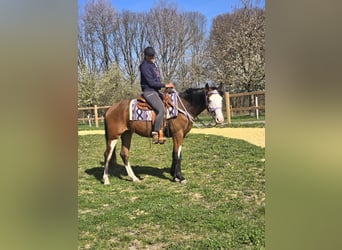 Paint Horse, Jument, 4 Ans, 150 cm, Overo-toutes couleurs
