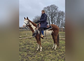 Paint Horse Croisé, Jument, 4 Ans, 150 cm, Pinto