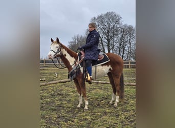 Paint Horse Croisé, Jument, 4 Ans, 150 cm, Pinto