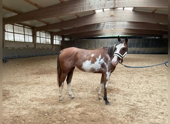 Paint Horse Croisé, Jument, 4 Ans, 151 cm, Overo-toutes couleurs