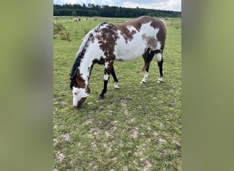 Paint Horse, Jument, 4 Ans, 152 cm, Overo-toutes couleurs