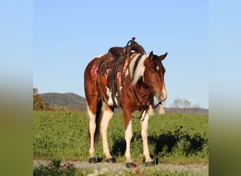 Paint Horse Croisé, Jument, 4 Ans, 152 cm, Pinto