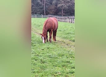 Paint Horse, Jument, 4 Ans, 153 cm