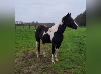 Paint Horse, Jument, 4 Ans, 153 cm