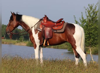 Paint Horse Croisé, Jument, 4 Ans, 153 cm, Tobiano-toutes couleurs