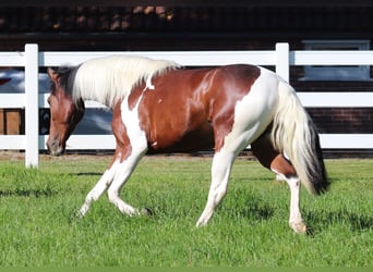 Paint Horse Croisé, Jument, 4 Ans, 153 cm, Tobiano-toutes couleurs