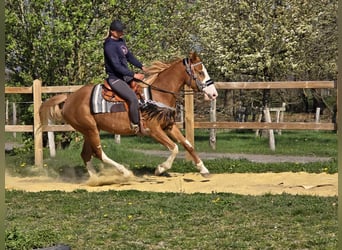 Paint Horse, Jument, 4 Ans, 155 cm, Overo-toutes couleurs