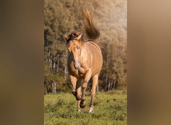 Paint Horse, Jument, 5 Ans, 149 cm, Champagne