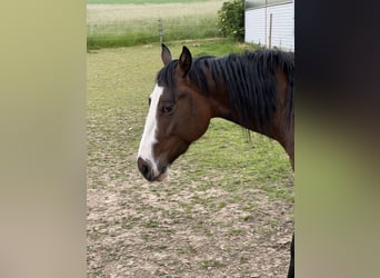 Paint Horse, Jument, 5 Ans, 150 cm, Bai