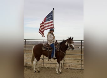 Paint Horse, Jument, 5 Ans, 152 cm, Tobiano-toutes couleurs