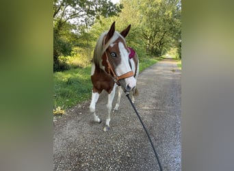 Paint Horse, Jument, 5 Ans, 154 cm, Tobiano-toutes couleurs