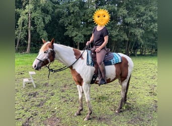 Paint Horse, Jument, 5 Ans, 154 cm, Tobiano-toutes couleurs