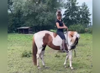Paint Horse, Jument, 5 Ans, 154 cm, Tobiano-toutes couleurs