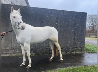Paint Horse Croisé, Jument, 5 Ans, 160 cm, Blanc
