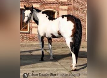 Paint Horse, Jument, 6 Ans, 142 cm, Overo-toutes couleurs