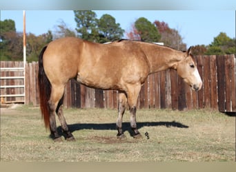 Paint Horse, Jument, 6 Ans, 147 cm, Buckskin