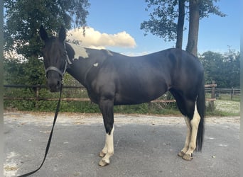 Paint Horse, Jument, 6 Ans, 148 cm, Noir