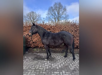 Paint Horse Croisé, Jument, 6 Ans, 150 cm, Bai