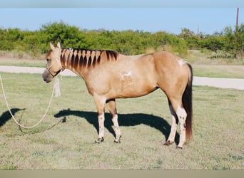 Paint Horse, Jument, 6 Ans, 152 cm, Buckskin