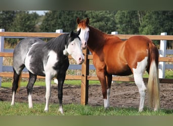 Paint Horse Croisé, Jument, 6 Ans, 155 cm, Overo-toutes couleurs