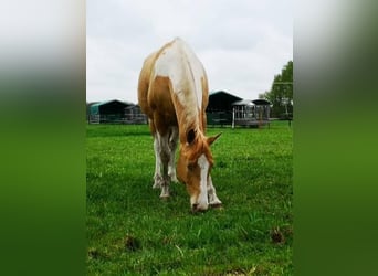 Paint Horse Croisé, Jument, 6 Ans, 160 cm, Champagne