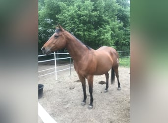 Paint Horse, Jument, 7 Ans, 150 cm, Bai
