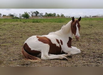 Paint Horse, Jument, 7 Ans, 152 cm, Alezan brûlé