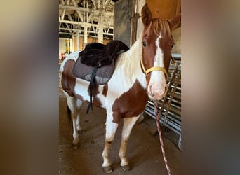 Paint Horse, Jument, 7 Ans, 152 cm, Alezan brûlé