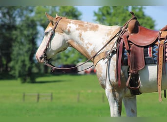 Paint Horse, Jument, 7 Ans, 152 cm, Overo-toutes couleurs