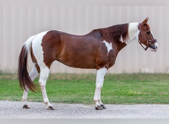 Paint Horse, Jument, 8 Ans, 147 cm, Alezan cuivré