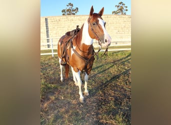 Paint Horse, Jument, 8 Ans, 147 cm, Alezan cuivré