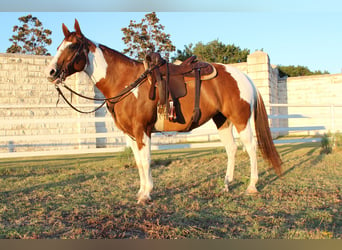 Paint Horse, Jument, 8 Ans, 147 cm, Alezan cuivré