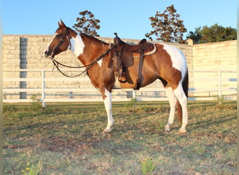 Paint Horse, Jument, 8 Ans, 147 cm, Alezan cuivré