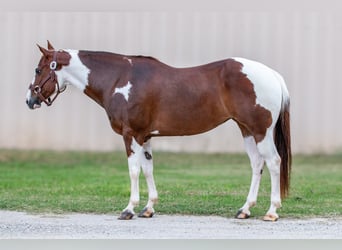 Paint Horse, Jument, 8 Ans, 147 cm, Alezan cuivré