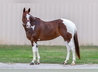 Paint Horse, Jument, 8 Ans, 147 cm, Alezan cuivré