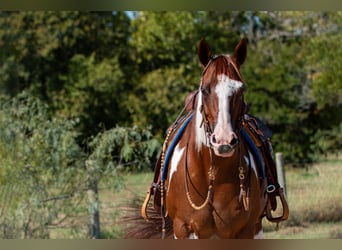 Paint Horse, Jument, 8 Ans, 147 cm