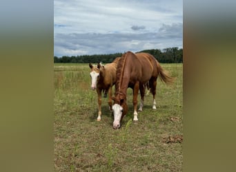 Paint Horse, Jument, 8 Ans, 149 cm, Alezan