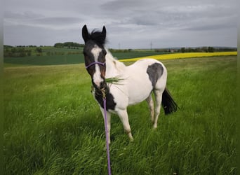 Paint Horse, Jument, 8 Ans, 150 cm, Pinto