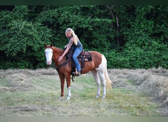 Paint Horse, Jument, 8 Ans, 152 cm, Alezan brûlé