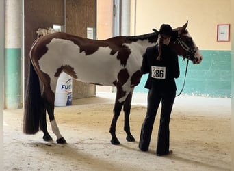 Paint Horse, Jument, 8 Ans, 160 cm, Overo-toutes couleurs