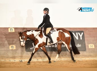 Paint Horse, Jument, 8 Ans, 160 cm, Overo-toutes couleurs